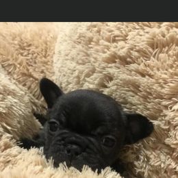 French Bulldog Puppies from Heartfelt Kennels