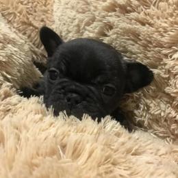 French Bulldog Puppies from Heartfelt Kennels