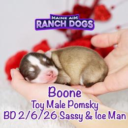Boone - Red and white male Pomsky puppy in Humeston, Iowa from M.A.R. Dogs