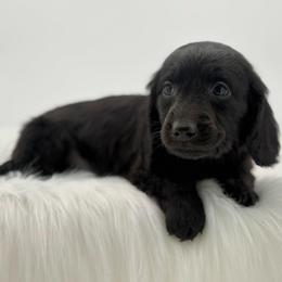 Echo - Black male Dachshund puppy in Litchfield, Illinois from Charmm Dachshunds