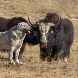 Wick - Central Asian Shepherd Dog