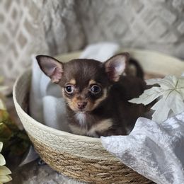 Reese's - Chocolate male Chihuahua puppy in Decatur, Illinois from We R Puppies