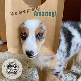 "Silas- 3 months old" Miniature Australian Shepherd Puppies from Integrity Aussies Tx