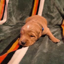 Blitzen (blue collar) - Dark golden male Golden Retriever puppy in Tenino, Washington from Oak River Goldens'
