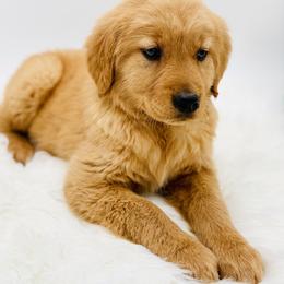 Mary - Golden female Golden Retriever puppy in Elmwood Park, Illinois from Goldens&MiniAussiesWithFinesse