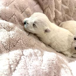 Girl 1 - White female West Highland White Terrier puppy in Boaz, Alabama from Creekside Westies