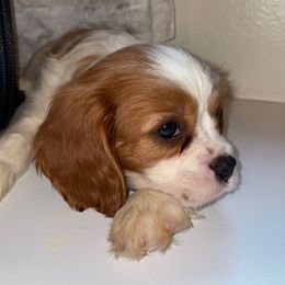 AKC Theo - Blenheim male Cavalier King Charles Spaniel puppy in Mount Dora, Fl, Florida from Breezy Palms Puppies