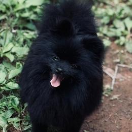 Raven - Pomeranian