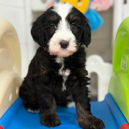Edison - Tri-color male Bernedoodle puppy in Yuciapa, California from AlltheDoodlez_