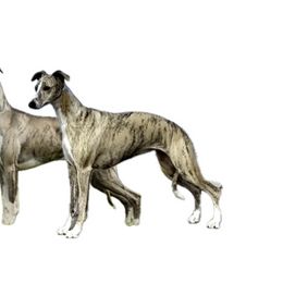 Whippet puppies from Steadfast Whippets