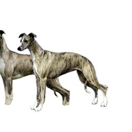 Whippet puppies from Steadfast Whippets