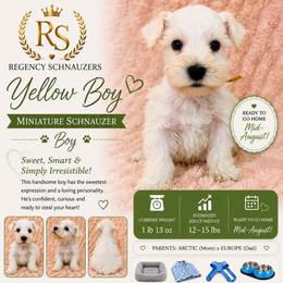 Boy-Yellow - White male Miniature Schnauzer puppy in Lehigh Acres, Florida from Regency Schnauzer