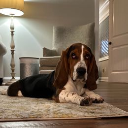 Basset Hound All Grown Up from The Kennels at Tate Farm