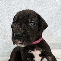 Joyce - Black female Great Dane puppy in Bay City, Michigan from Monarch Danes