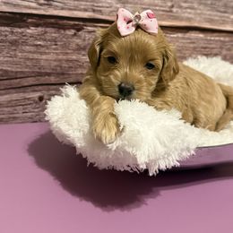 CKC Lucy - Apricot female Maltipoo puppy in Hephzibah ( Richmond County ), Georgia from Healing Pawz LLC