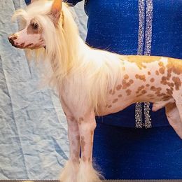 Rocky - Chinese Crested
