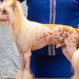 Rocky - Chinese Crested