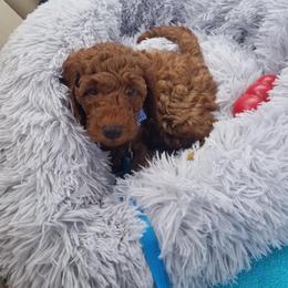 Goldendoodle Puppies from Shinecatchers Mini Goldendoodles