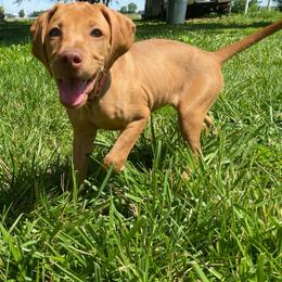 Girl 5 - Golden rust female Vizsla puppy in Riverview, Indiana from Kismet Vizslas