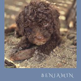 Boy 2 - Brown male Lagotto Romagnolo puppy in Salida, California from Harper's Lagotti