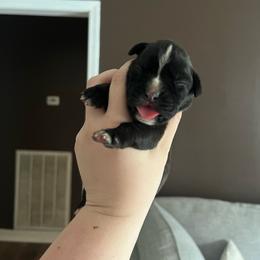 Blaze - Brindle female Boxer puppy in Henderson, Tennessee from Vom Broadvalley