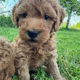 Mintie - (Mint Chocolate Chip) - Red female Bordoodle puppy in Canfield, Ohio from Poo's Doo's & Inu's