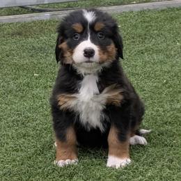 Orange - Black rust and white female Bernese Mountain Dog puppy in Paxton, Illinois from Loschen Farms Inc.