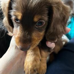 River - Chocolate and tan male Dachshund puppy in Vancouver, Washington from GretaLo Dachshunds