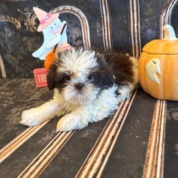 Charlie - Chocolate male Shih Tzu puppy in Success, Missouri from Sweet Success