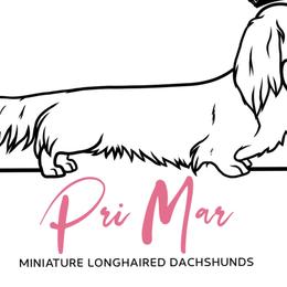 Dachshunds from PriMar Miniature Longhaired Dachshunds