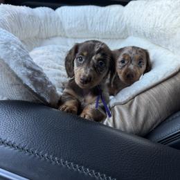 Dachshund and French Bulldog Puppies from Trust Fund Devil Kennel