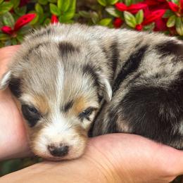 AKC Sprinkles (Natural Tail) - Blue merle female Australian Shepherd puppy in Jonesborough, Tennessee from 5AFarms