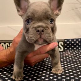 Blue boy - male French Bulldog puppy in Las Vegas, Nevada from Let it Ride Bulldogs