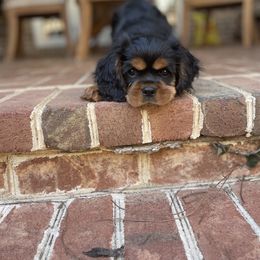 Cavalier King Charles Spaniel Puppies from Carter Woods Cavaliers