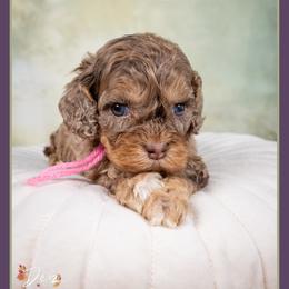 Keeley - Merle female Cockapoo puppy in Connersville, Indiana from Deaz Doodle Ranch