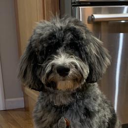 Hawk - Aussiedoodle