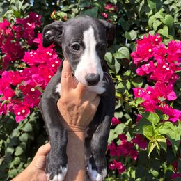 Luciana - Black female Whippet puppy in Katy, Texas from Texas Diamond Whippets