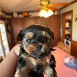 Purple - Black and tan female Yorkshire Terrier puppy in Hardeeville, South Carolina from Pups of the Lowcountry