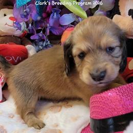 Apollo (AKC and CKC registration include) - Sable male Dachshund puppy in Terlton, Oklahoma from CLARK'S BREEDING PROGRAM