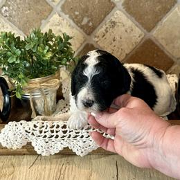 Rose - Black and white female Bernedoodle puppy in Bells, North Carolina from Neighborhood Poodles & Doodles