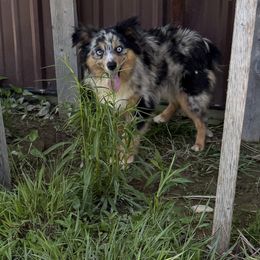 Spur - Toy Australian Shepherd