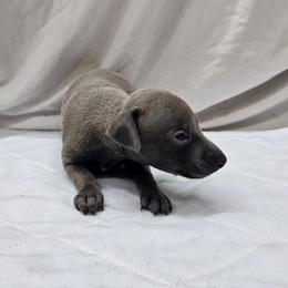 Ferb - Blue male Italian Greyhound puppy in Newalla, Oklahoma from Heartland Iggys