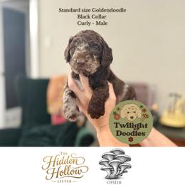 Oyster - Black Collar - Merle male Goldendoodle puppy in Garland, Texas from Twilight Doodles