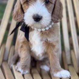 Doe - Apricot female Australian Labradoodle puppy in Upland, California from Kings Labradoodles