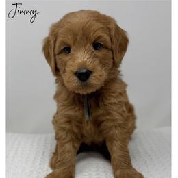 Jimmy - Apricot male Australian Labradoodle puppy in Sacramento, California from Little Farmstead Labradoodles