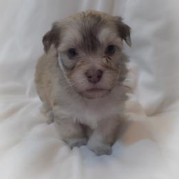Boy - Fawn sable male Havanese puppy in Medina, Ohio from Momma's Minis