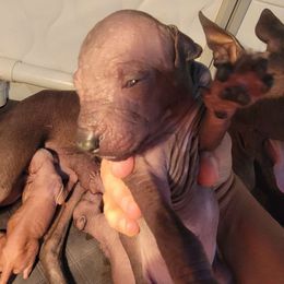 Magnolia - Gray Peruvian Inca Orchid puppy in Waldron, Arkansas from Gryphon Lane Dachshunds and PIOs