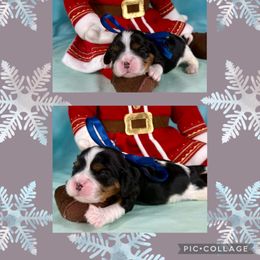 Flicker - Tri-color male Cavalier King Charles Spaniel puppy in De Pere, Wisconsin from Rose Garden Kennels