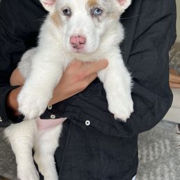American Corgi and Pembroke Welsh Corgi Puppies from Beebe’s Corgis