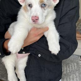 American Corgi and Pembroke Welsh Corgi Puppies from Beebe’s Corgis